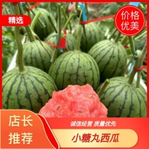 全美2K小糖丸西瓜，2K小糖丸，产地直供商超与批发市场