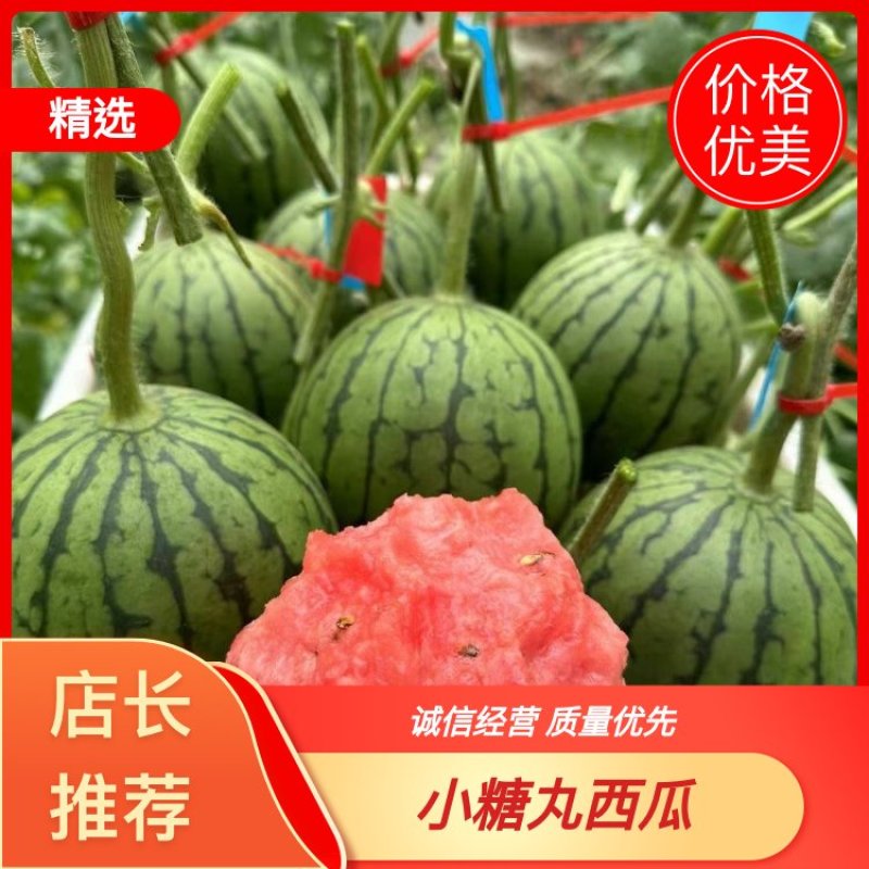 全美2K小糖丸西瓜，2K小糖丸，产地直供商超与批发市场