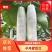 羊角蜜甜瓜，源头产地货源充足对接支持市场电商商超批发。