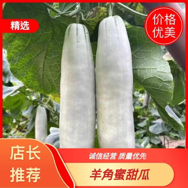 羊角蜜甜瓜，源头产地货源充足对接支持市场电商商超批发。