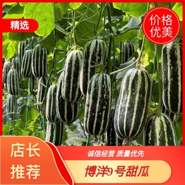 甜瓜博洋9号甜瓜，皮薄脆甜，全国各大批发市场与商超批发