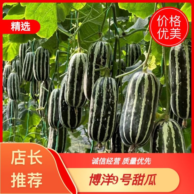 甜瓜博洋9号甜瓜，皮薄脆甜，全国各大批发市场与商超批发