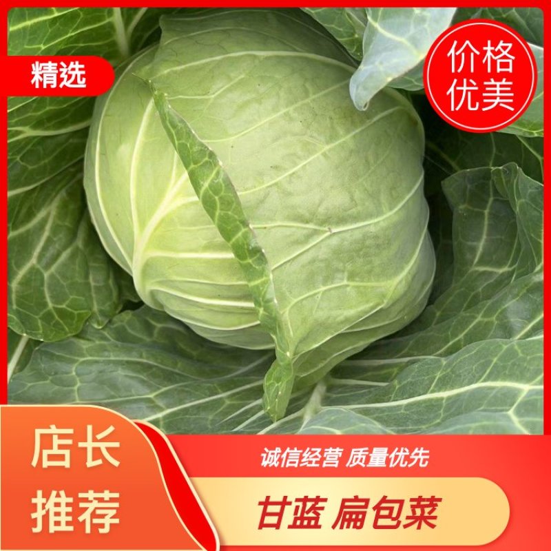 精品甘蓝，扁包菜基地大量供应货源足价格优诚信发货