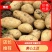 精品土豆黄心土豆基地直发对接商超市场量大从优
