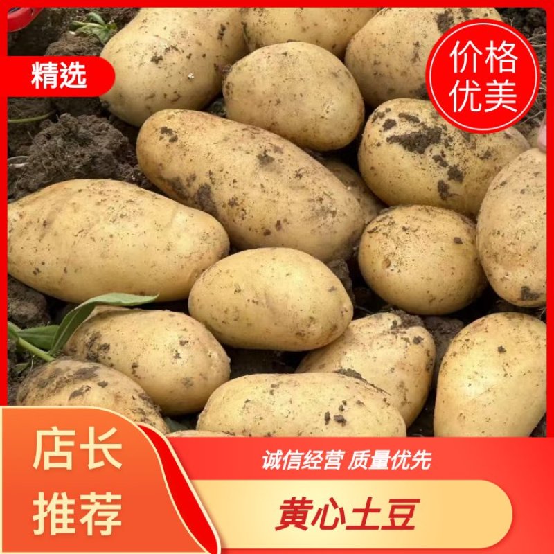 精品土豆黄心土豆基地直发对接商超市场量大从优