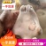 精品水退羊头，厂家直销，对接批发商，长期合作