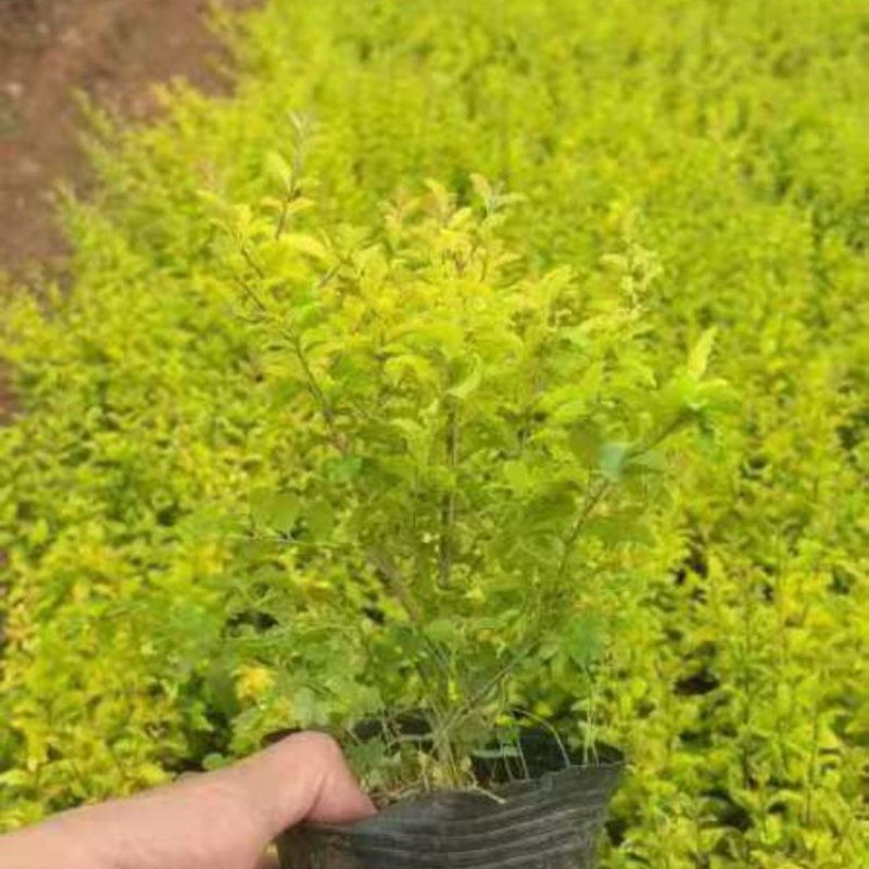 亮晶女贞苗量大从优种植基地欢迎各大老板前来采购咨询
