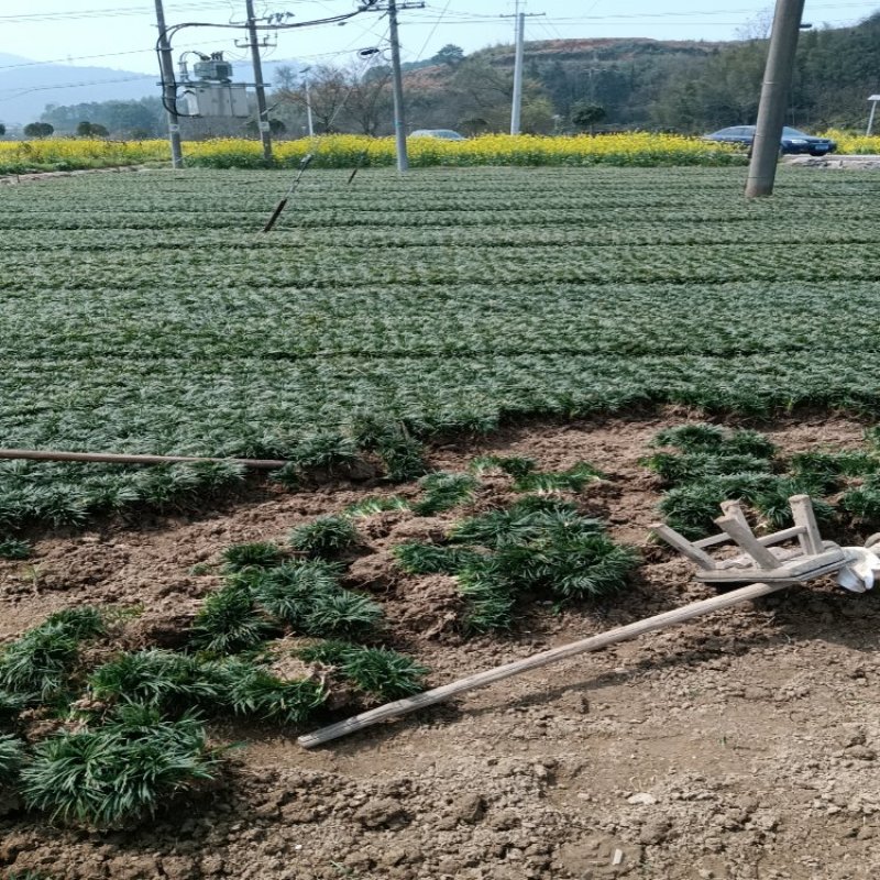 玉龙草草坪量大质优价格优惠一手货源欢迎咨询采购