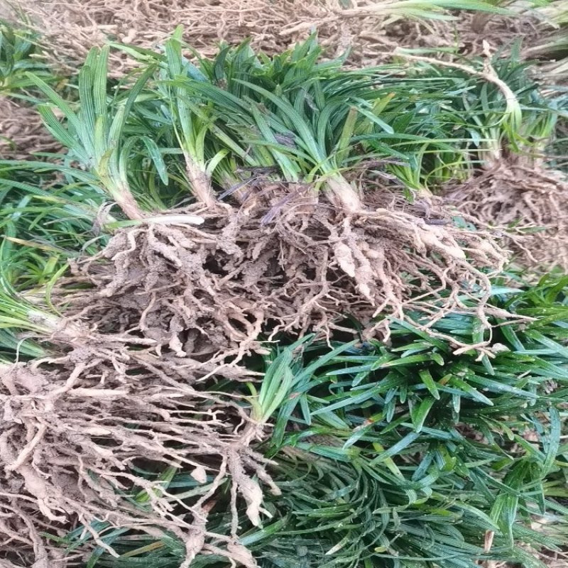 玉龙草草坪量大质优价格优惠一手货源欢迎咨询采购