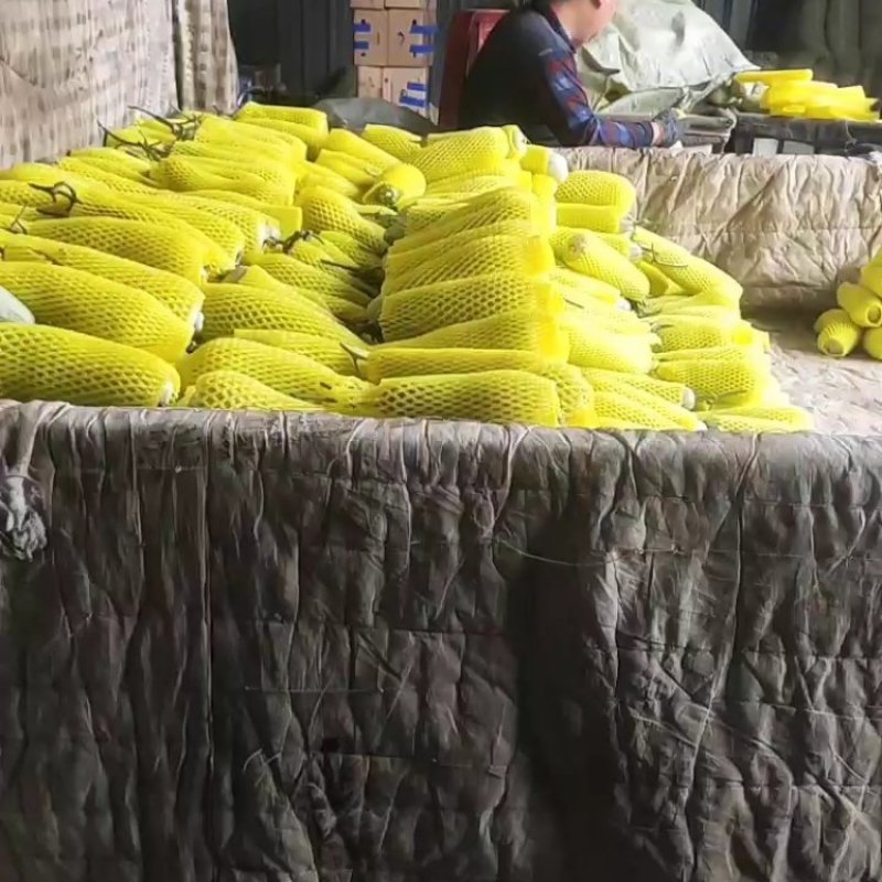 羊角蜜甜瓜博洋61大量货源，对接商超档口零售电商代发