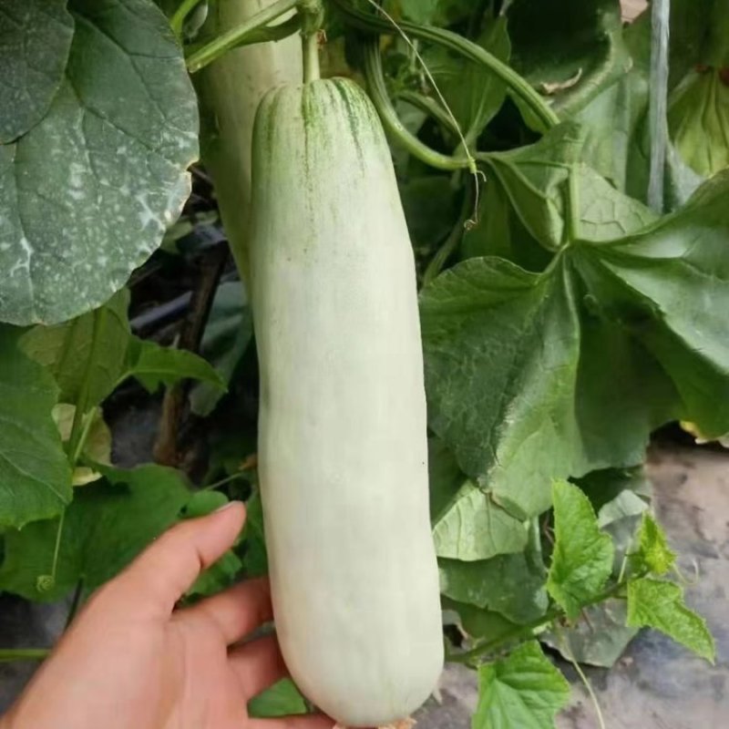 羊角蜜甜瓜博洋61大量货源，对接商超档口零售电商代发