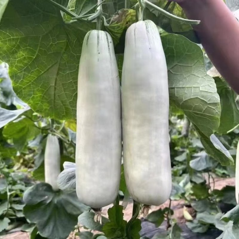 羊角蜜甜瓜博洋61大量货源，对接商超档口零售电商代发