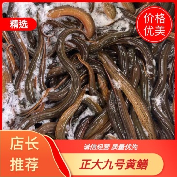 湖北黄鳝，稻田生态养殖自然生长一手货源品质优美，可开视频开货