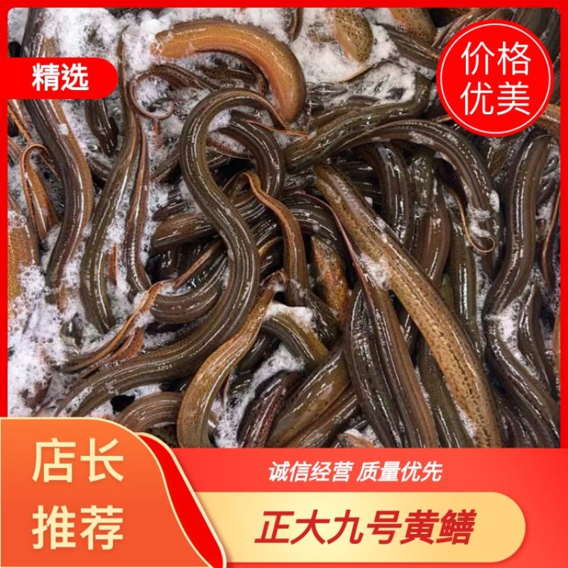 湖北黄鳝，稻田生态养殖自然生长一手货源品质优美，可开视频开货