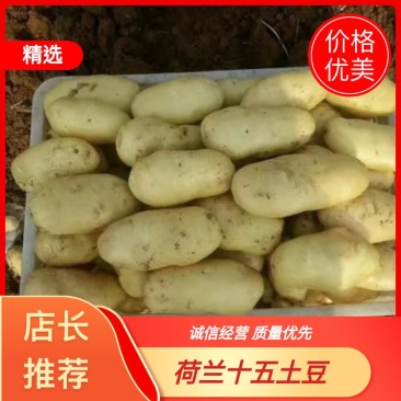 山东荷兰十五土豆，大量现货基地直发，全国供应