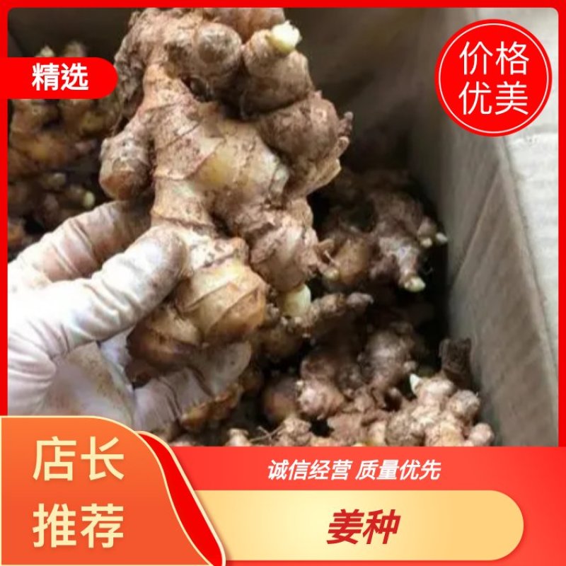 姜种、368姜种，山农一号，小黄姜姜种、出售需要的联系