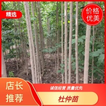 杜仲树苗，国树《植物黄金树》，被李时珍誉为药树，全树皆可