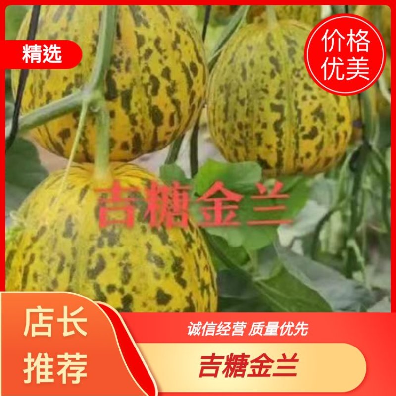 山东甜瓜，吉糖金兰甜瓜，大量上市，欢迎各大批发老板联系