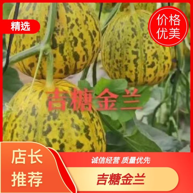山东甜瓜，吉糖金兰甜瓜，大量上市，欢迎各大批发老板联系
