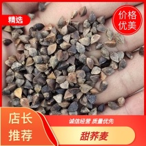 内蒙古荞麦陕北红花荞麦酿酒生芽大颗粒甜荞麦宠物粮