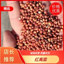酿酒高粱产地直销大颗粒东北红高粱糯高粱宠物粮鸽粮