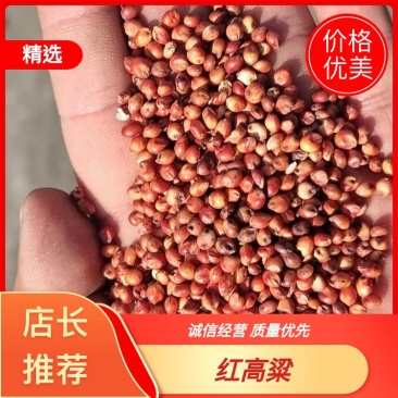 酿酒高粱产地直销大颗粒东北红高粱糯高粱宠物粮鸽粮