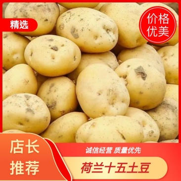 【精选】滕州荷兰十五土豆冷库保存三两以上通天货