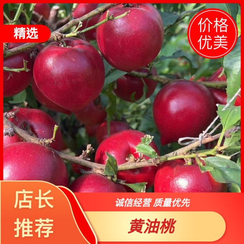 一手货源黄油桃对接市场电商奶茶各种规格都有