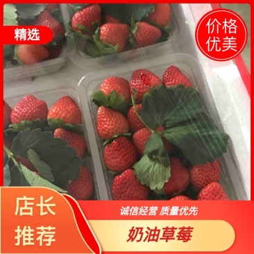 精品徐州草莓一手货源，产地直发，现货速发，全国可发