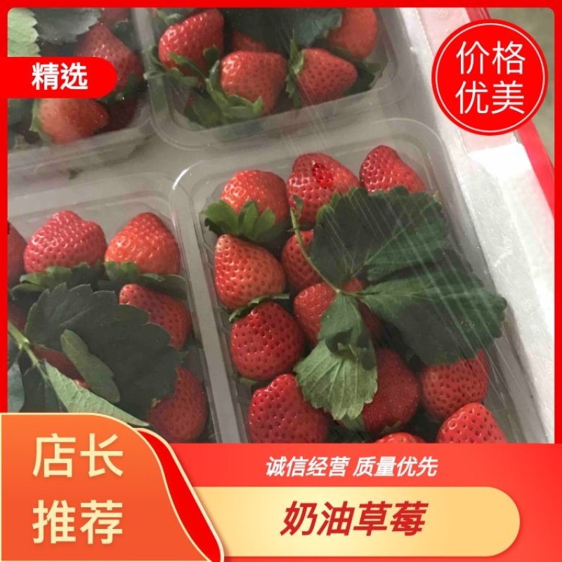 精品徐州草莓一手货源，产地直发，现货速发，全国可发