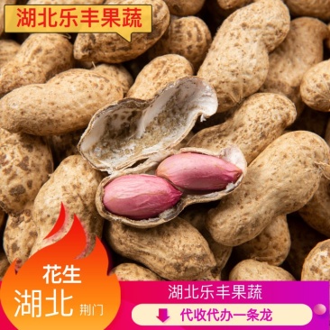鲜花生干花生代收代办一条龙产地直发