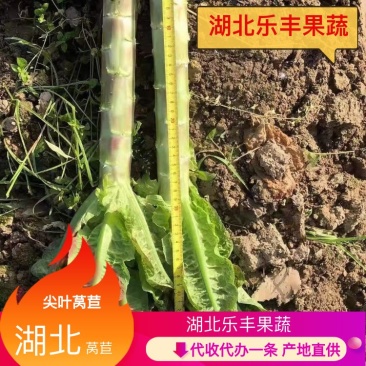 红叶莴笋莴笋杆产地直供一手货源代发全国