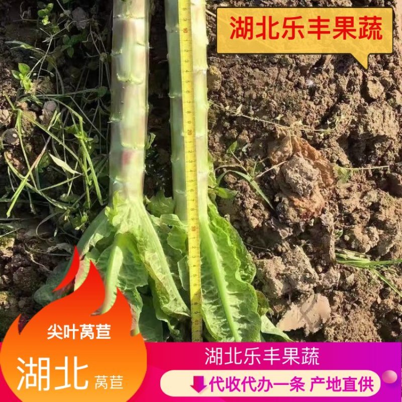 红叶莴笋莴笋杆产地直供一手货源代发全国