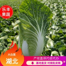 黄心大白菜品质保证，产地直发一手货源