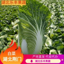 【牛商实力推荐】精品大白菜产地直供诚信代收代办