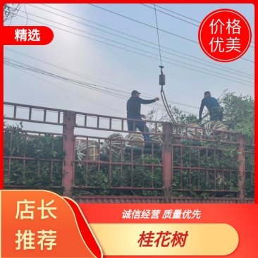 桂花树，10公分桂花树，苗木基地直发价格实惠欢迎来电