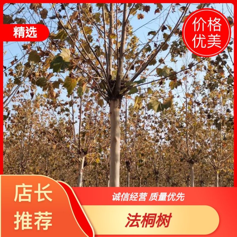 法桐速生法桐原生多年带帽苗圃直供一手货源