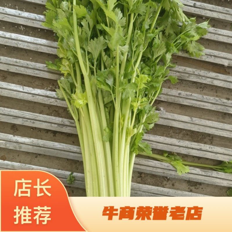 山东聊城优质香芹芹菜暖棚香芹产地直供商超市场对接