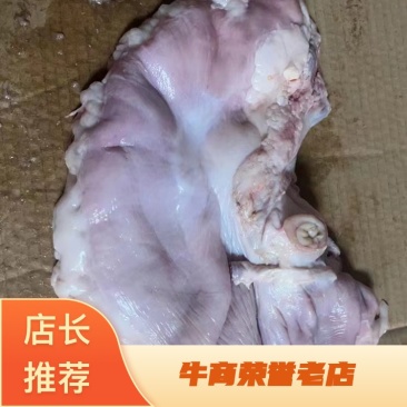 鲜猪肚（厂家直销）国产肥猪鲜猪肚，物美廉价，鲜货包邮