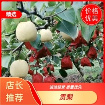 《蒲城酥梨》陕西蒲城贡梨，蜜梨，酥梨已大量成熟上市，