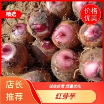 四川攀枝花高山软糯红芽芋头大量上市可全国发货