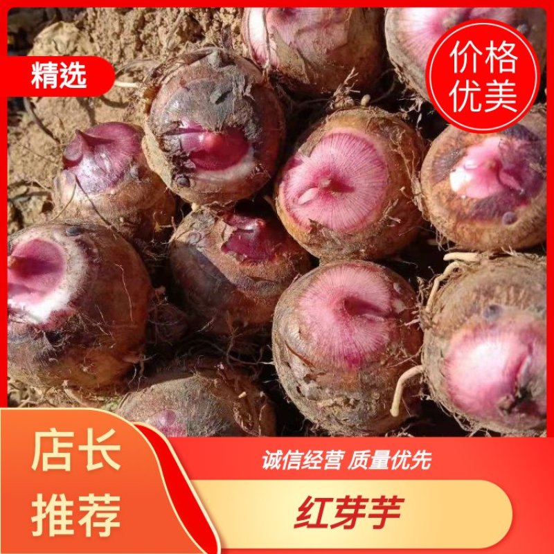 四川攀枝花高山软糯红芽芋头大量上市可全国发货