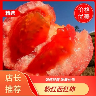 【硬粉西红柿】沙瓤西红柿品质优先供各大电商平台大量走货
