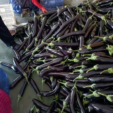 【实力推荐】茄子长茄产地直销保质保量支持视频看货