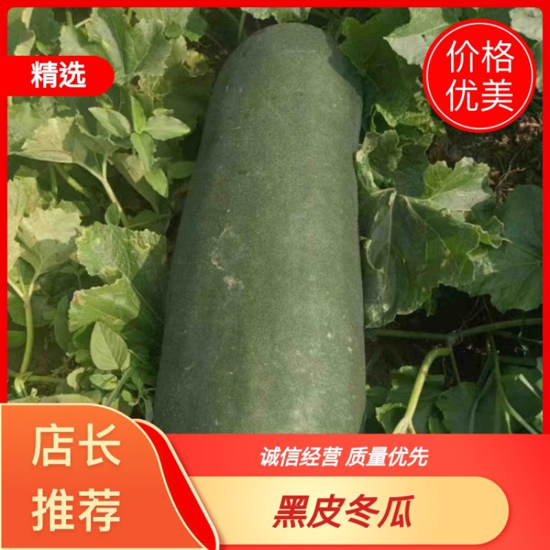 【精品黑皮冬瓜】湖南基地现货直发，量大从优品质保障