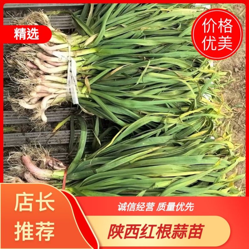 精品红根蒜苗，陕西省汉中市洋县，可以供市场，食堂，电商