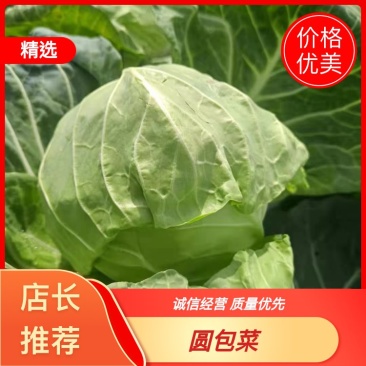【实力商家】精品包菜大量供应代发全国货源充足
