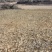 【热销】无患子种苗基地供应量大质优支持视频看货采购