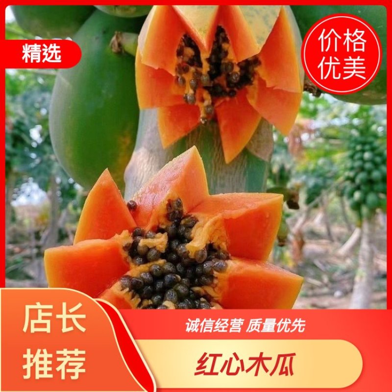 海南红心木瓜大量供应对接电商社区团购商超电商一件代发等