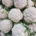 白实花实菜花基地供应量大质优价格优惠欢迎各大老板采购